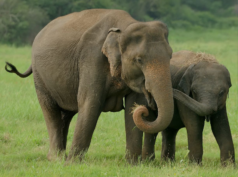 Baby Elephants at Play