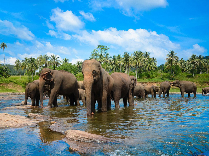 Elephant Bathing Sessions