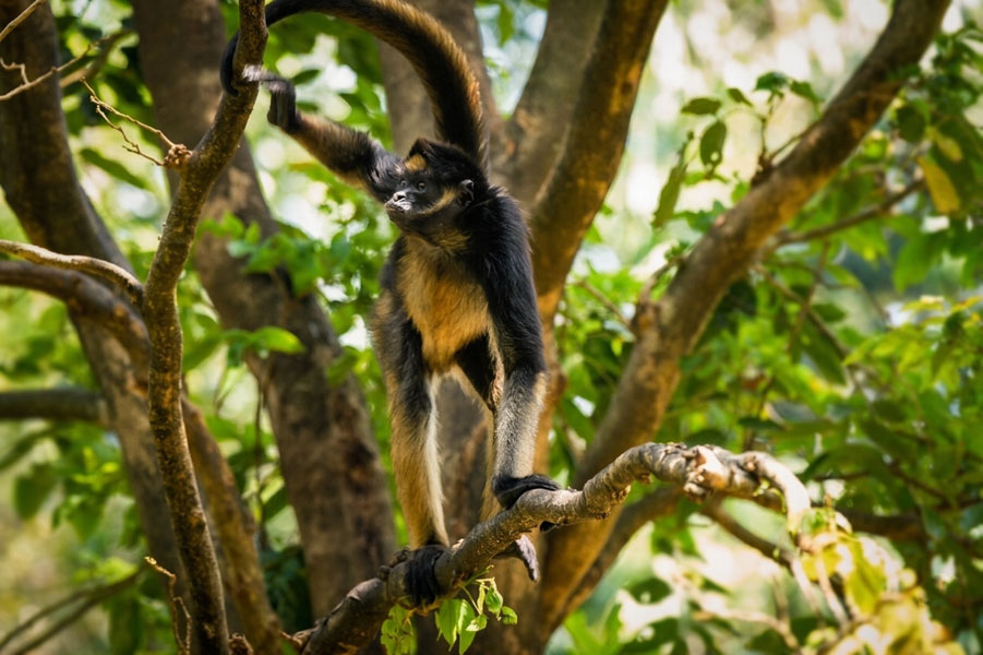 Dehiwala-zoo-gallery-1