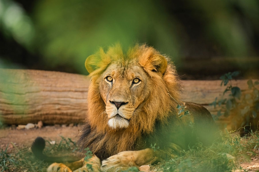 Dehiwala-zoo-gallery-10