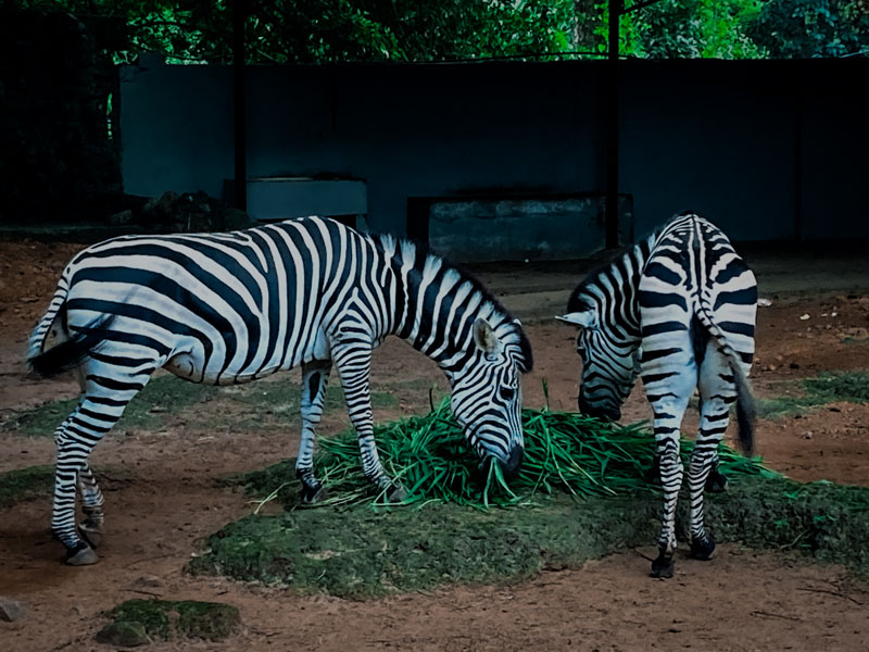 Dehiwala-zoo-gallery-11