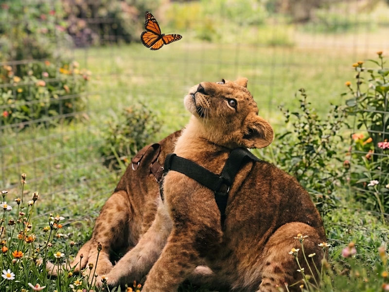 Dehiwala-zoo-gallery-13