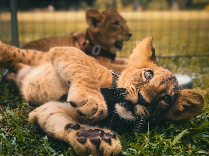 Dehiwala-zoo-gallery-14