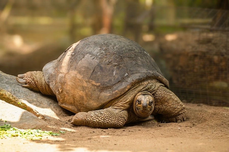 Dehiwala-zoo-gallery-15