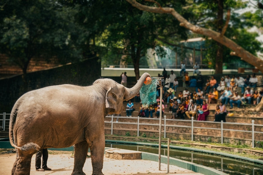 Dehiwala-zoo-gallery-16