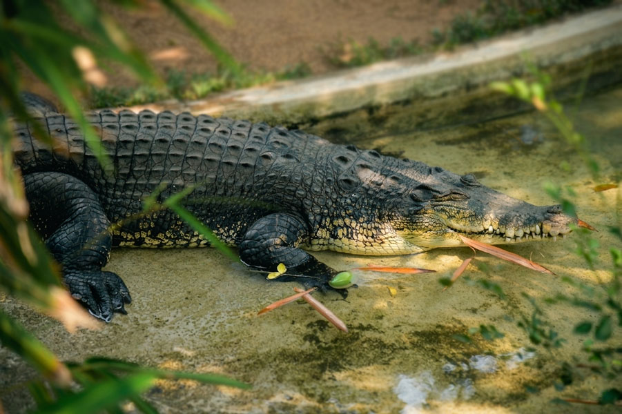Dehiwala-zoo-gallery-17