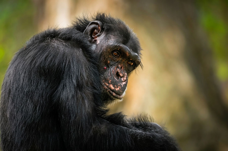 Dehiwala-zoo-gallery-18