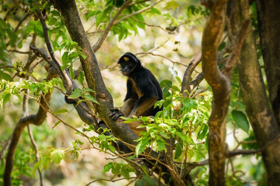 Dehiwala-zoo-gallery-2