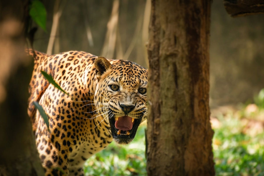 Dehiwala-zoo-gallery-20