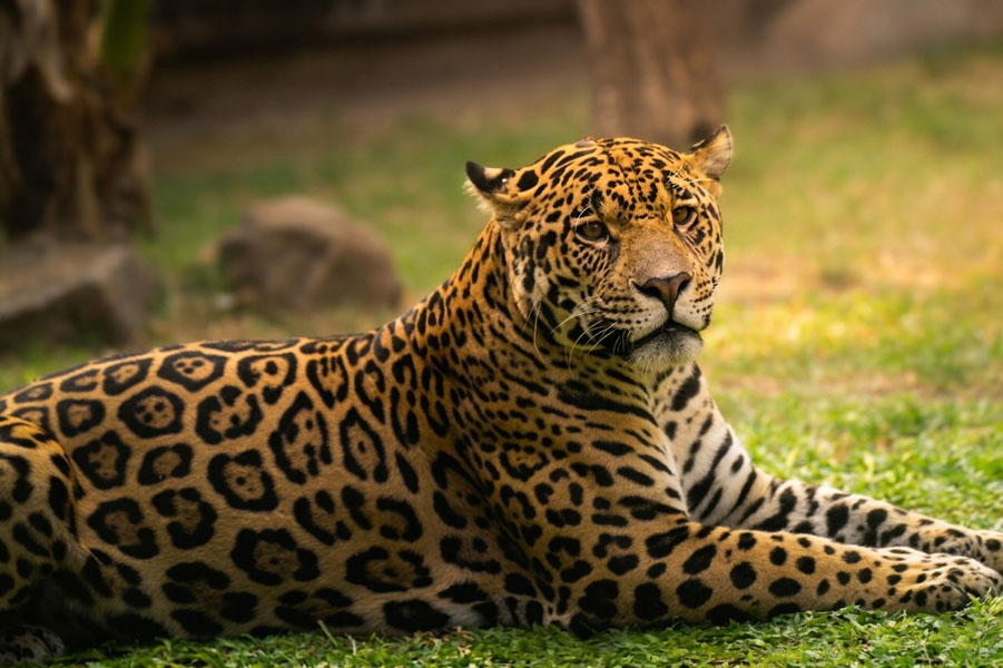 Dehiwala-zoo-gallery-22