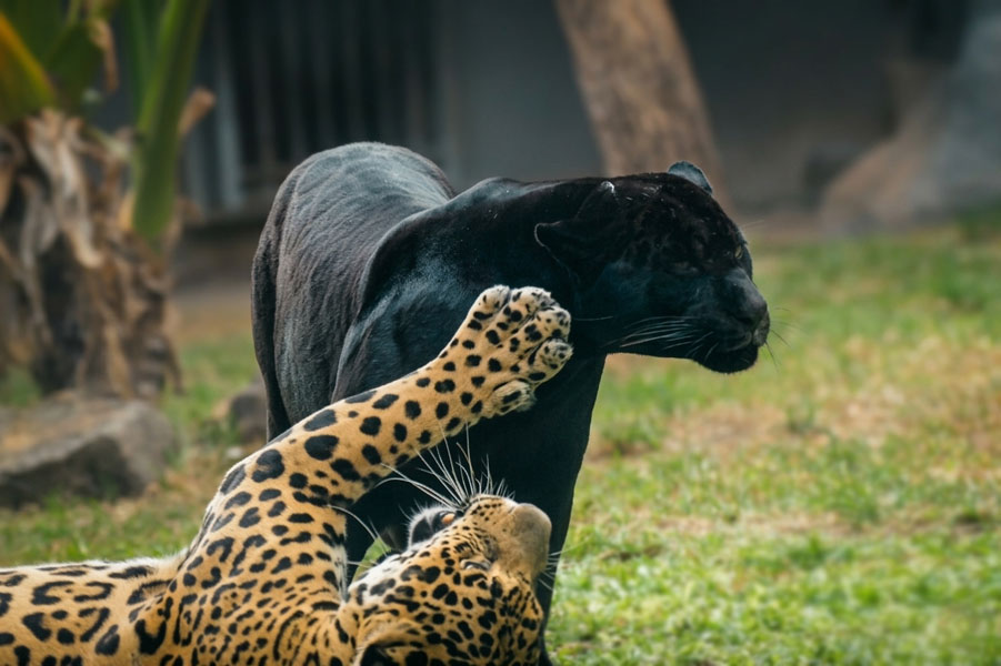 Dehiwala-zoo-gallery-23