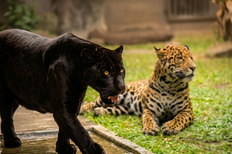 Dehiwala Zoo