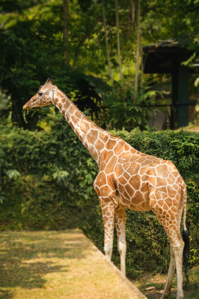 Dehiwala-zoo-gallery-25