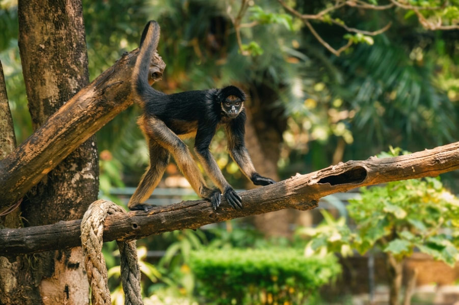 Dehiwala-zoo-gallery-3