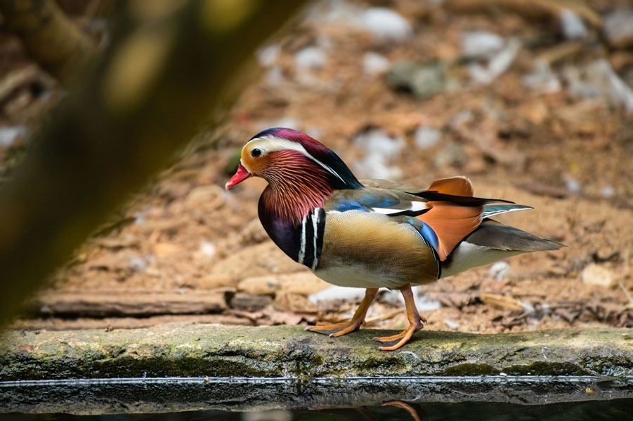 Dehiwala-zoo-gallery-4