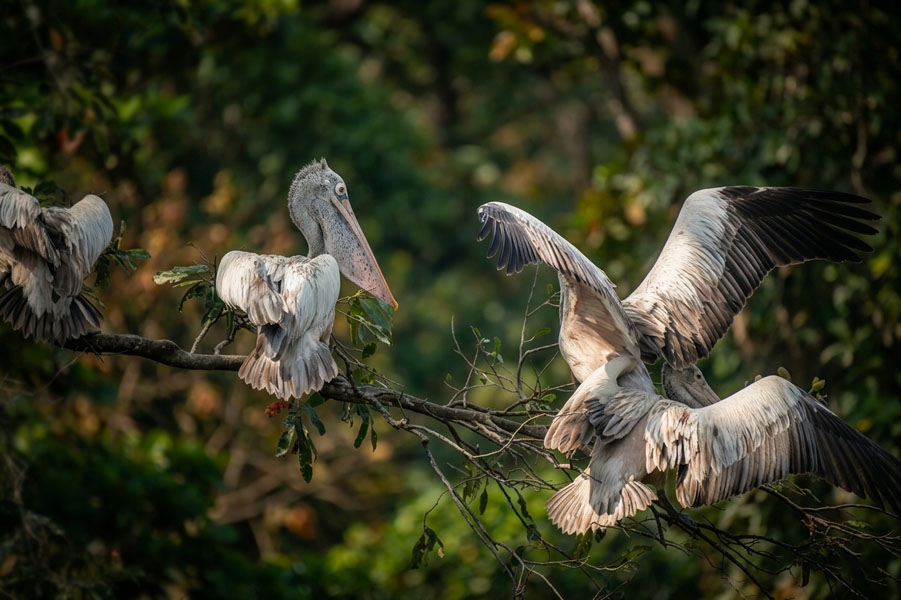 Dehiwala-zoo-gallery-5