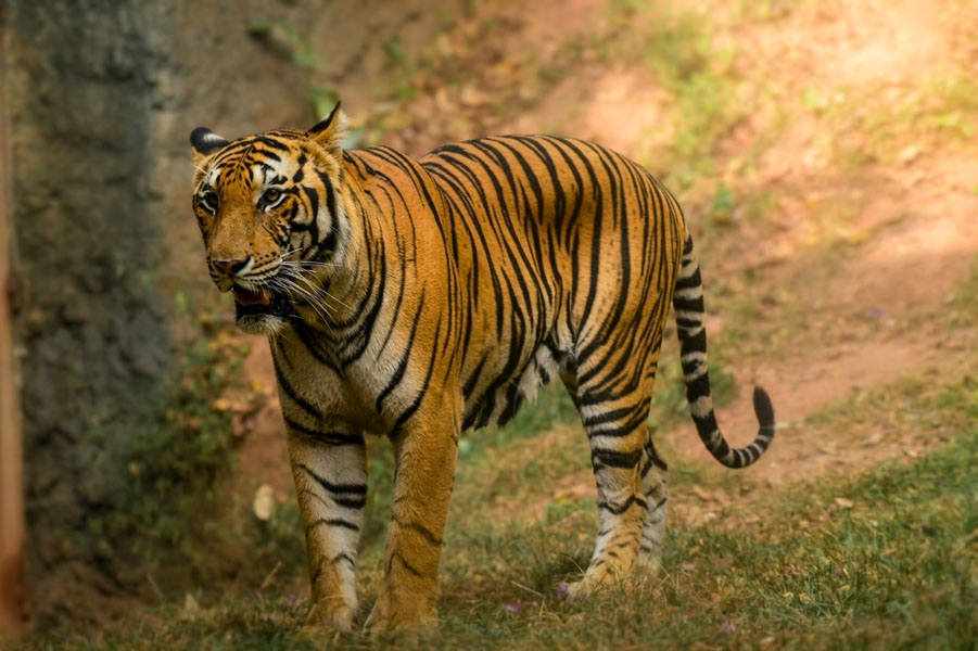 Dehiwala-zoo-gallery-7