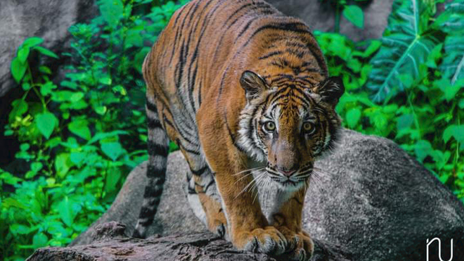 DehiwalaZoo-slider-image-1