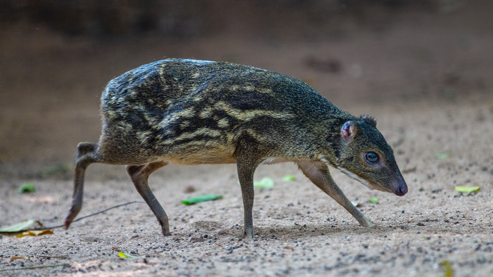 DehiwalaZoo-slider-image-2