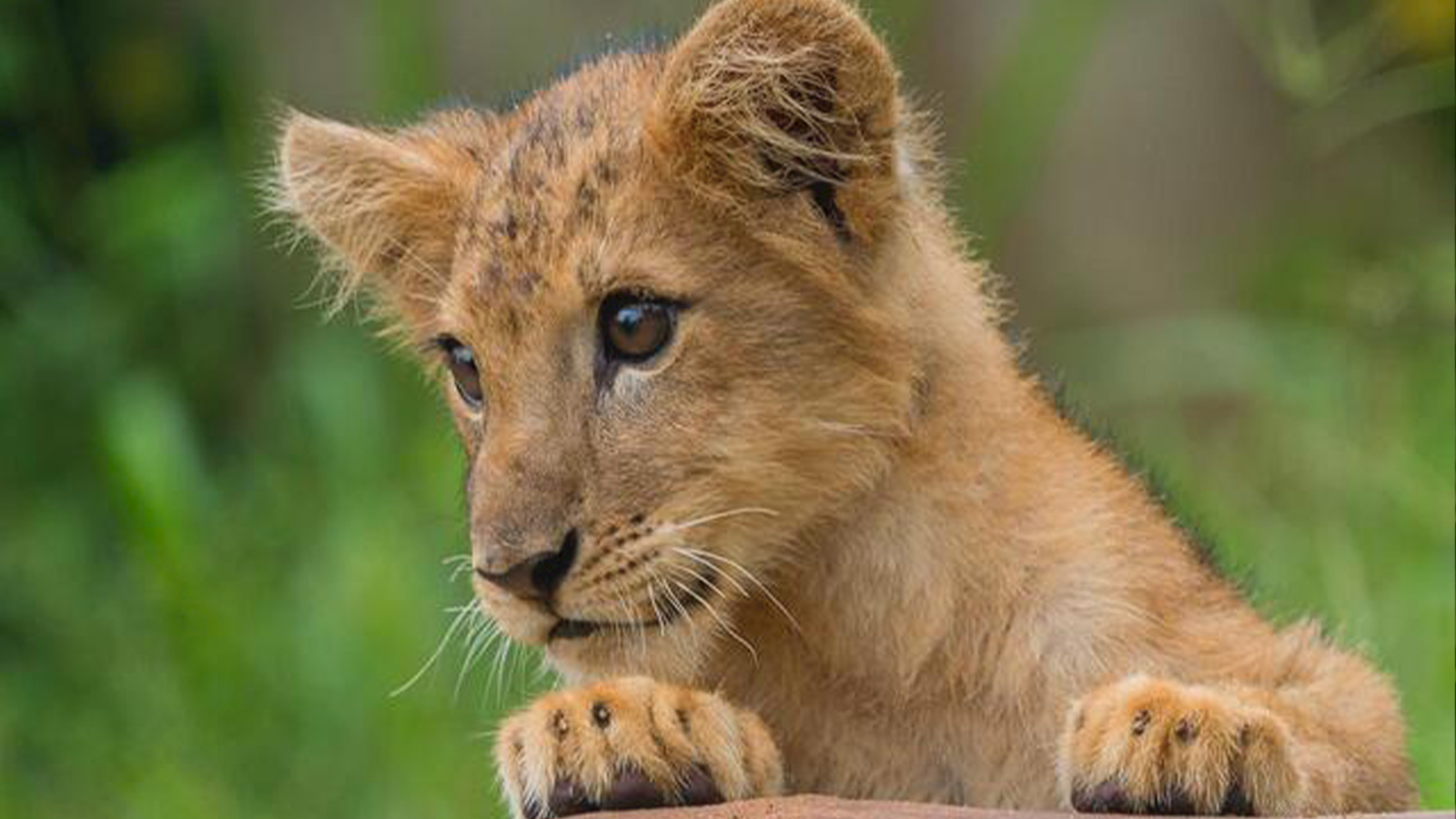 DehiwalaZoo-slider-image-3