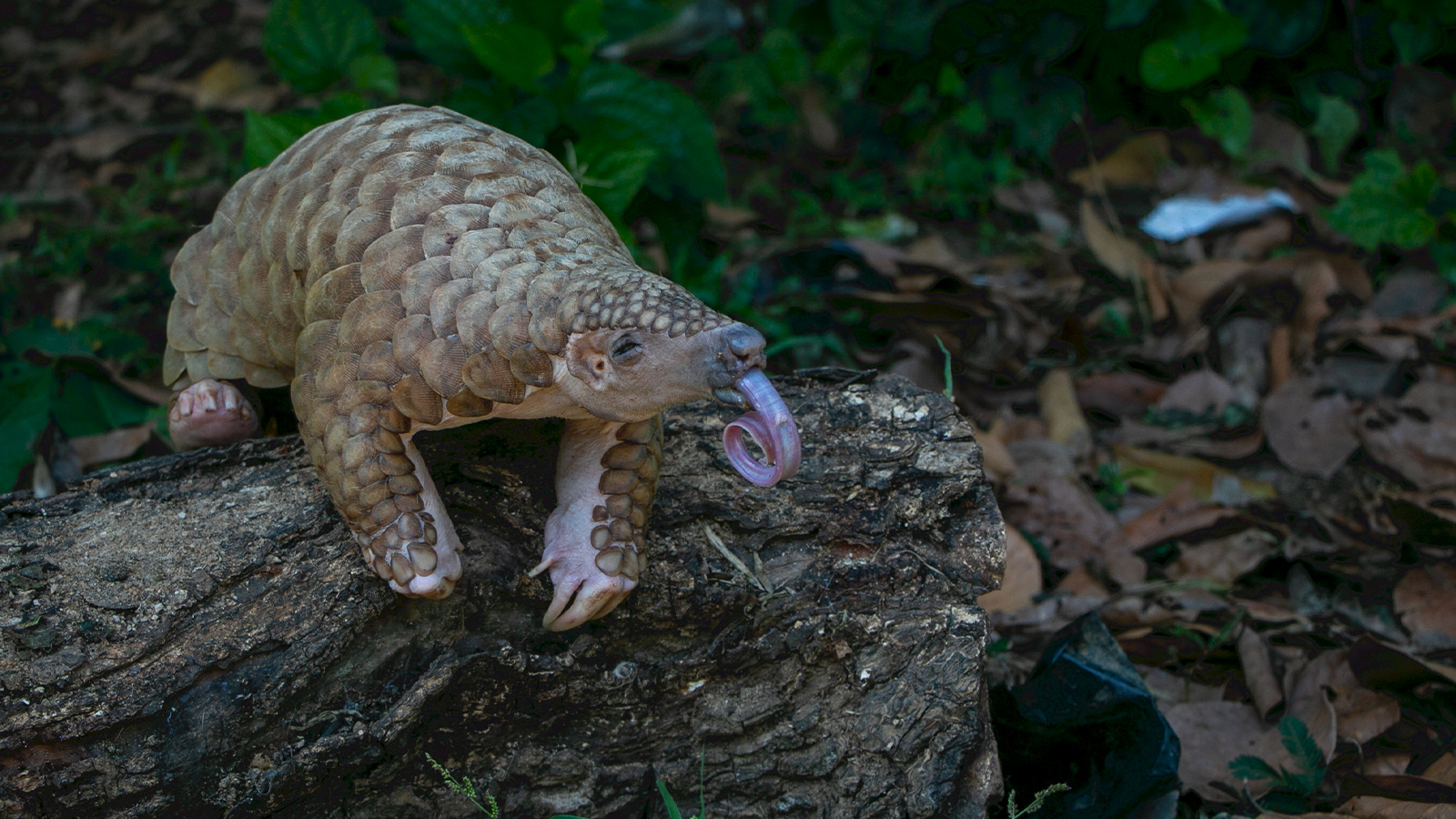 DehiwalaZoo-slider-image-4