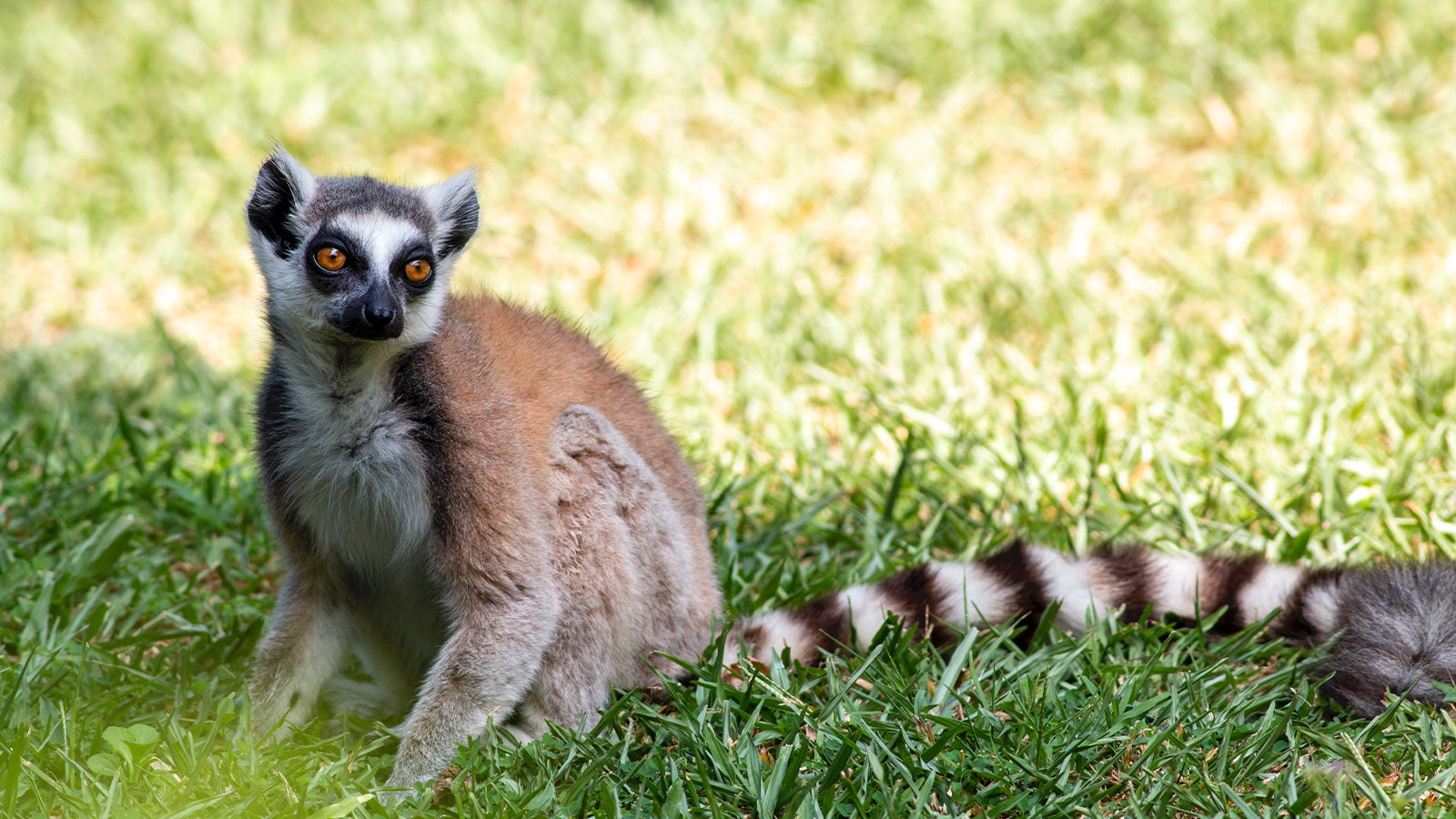 DehiwalaZoo-slider-image-5