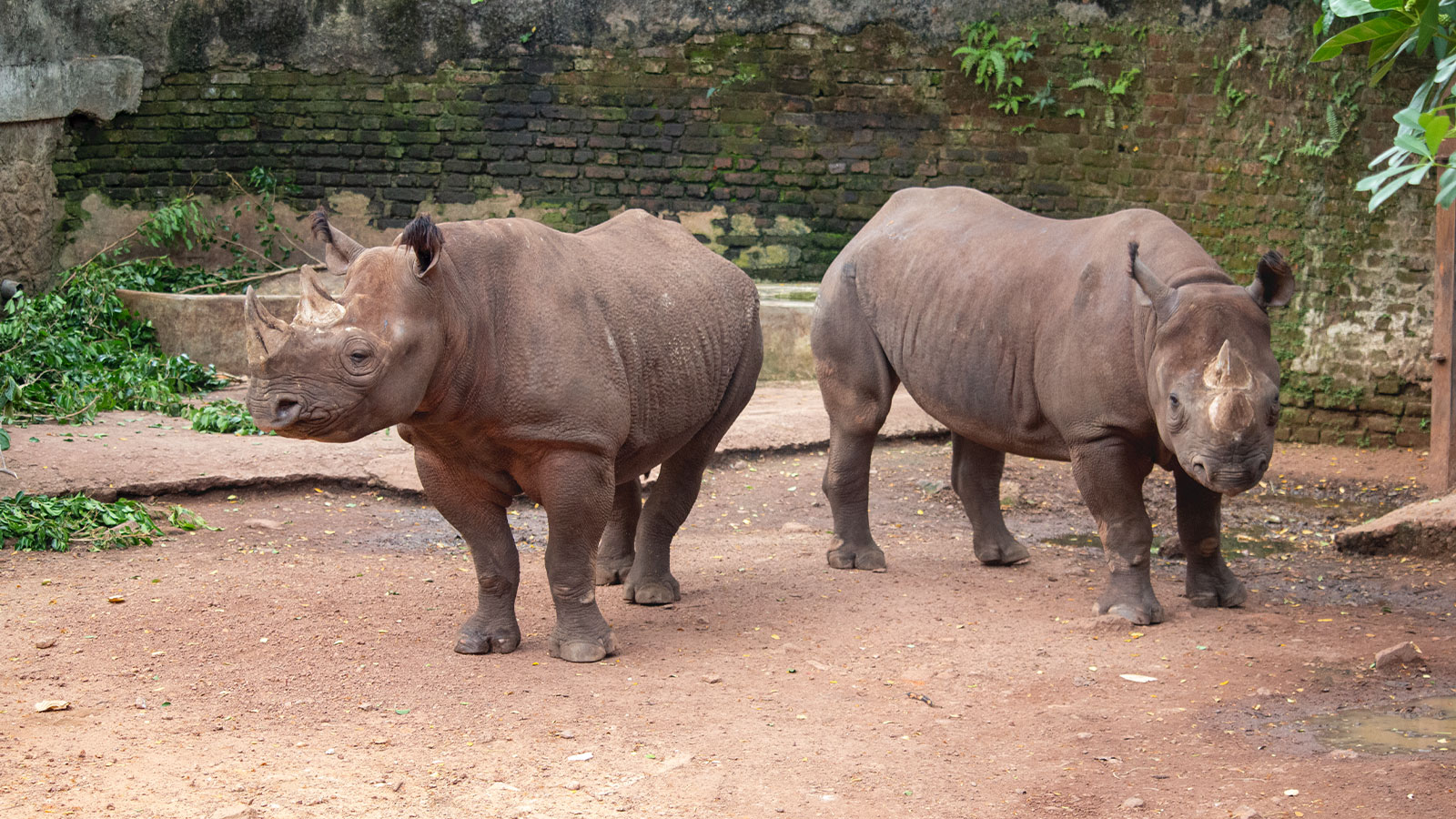 DehiwalaZoo-slider-image-6