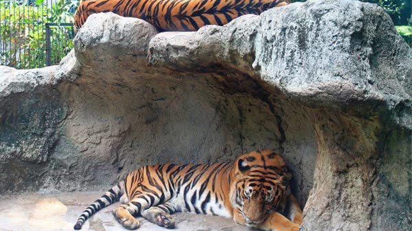 RidiyagamaSafari-slider-image-1