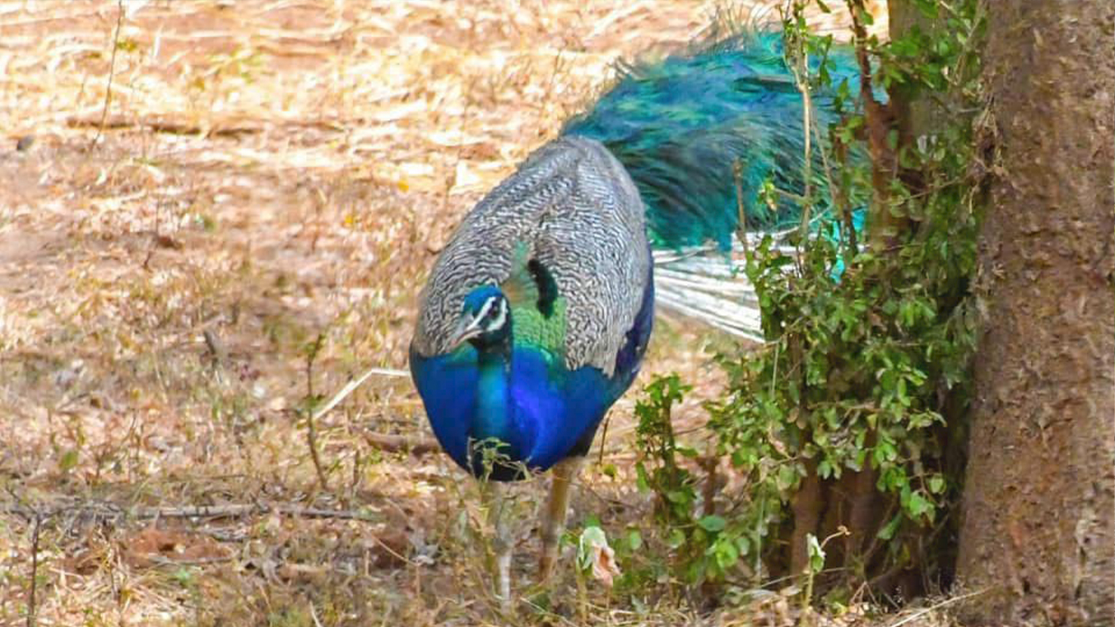 RidiyagamaSafari-slider-image-2