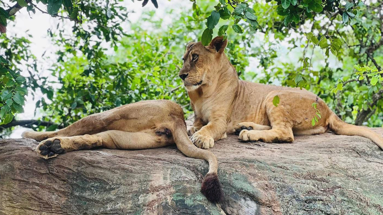 RidiyagamaSafari-slider-image-3