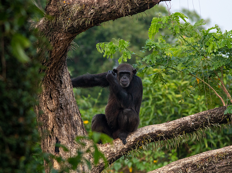 Safari Wildlife Encounters