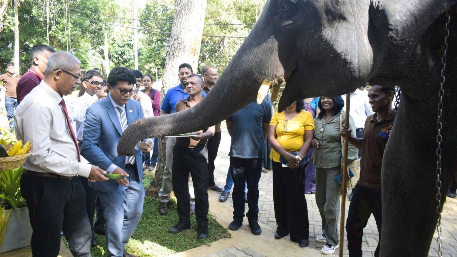 pinnalawalaOr-slider-image-2