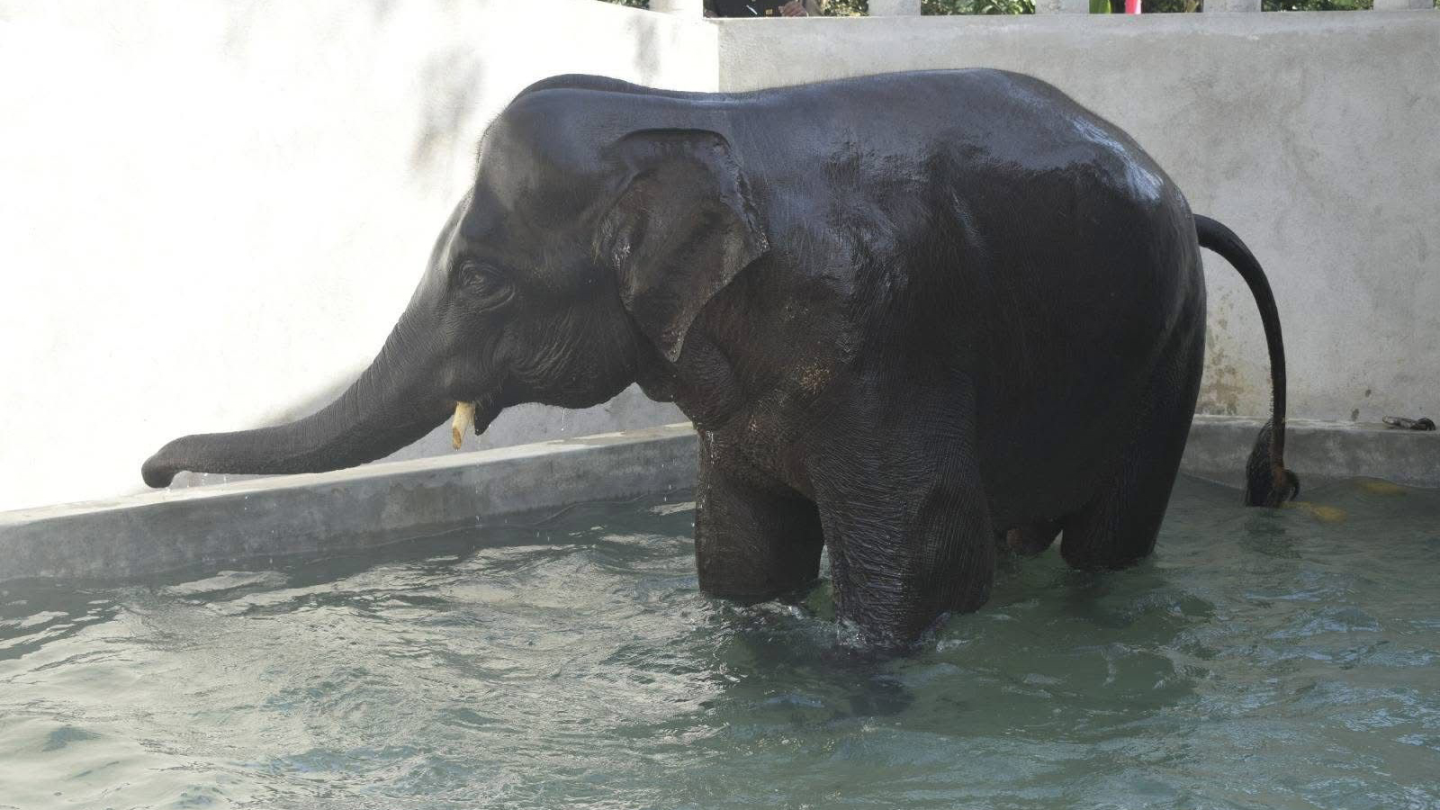 pinnalawalaOr-slider-image-3