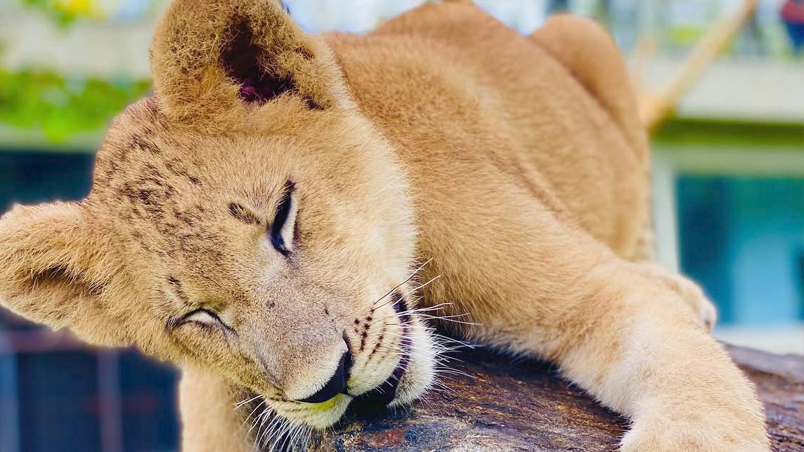 pinnalawalaZoo-slider-image-1