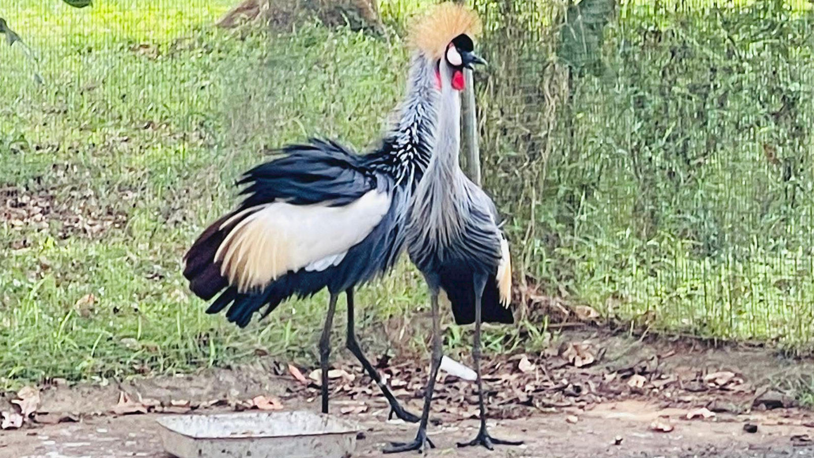 pinnalawalaZoo-slider-image-2