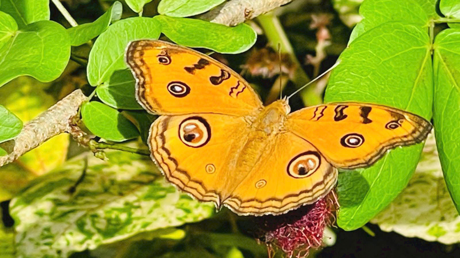 pinnalawalaZoo-slider-image-3