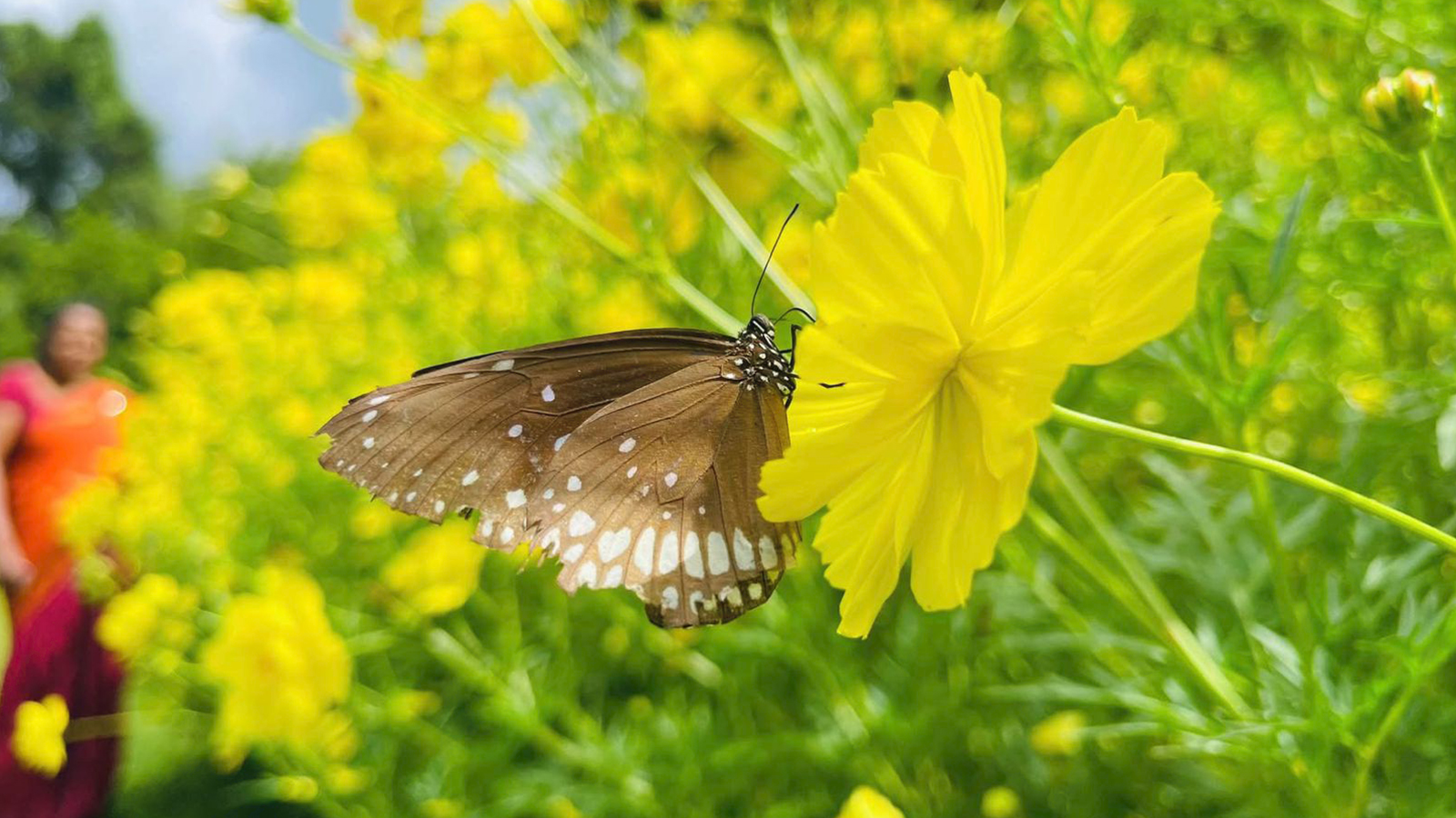 pinnalawalaZoo-slider-image-5