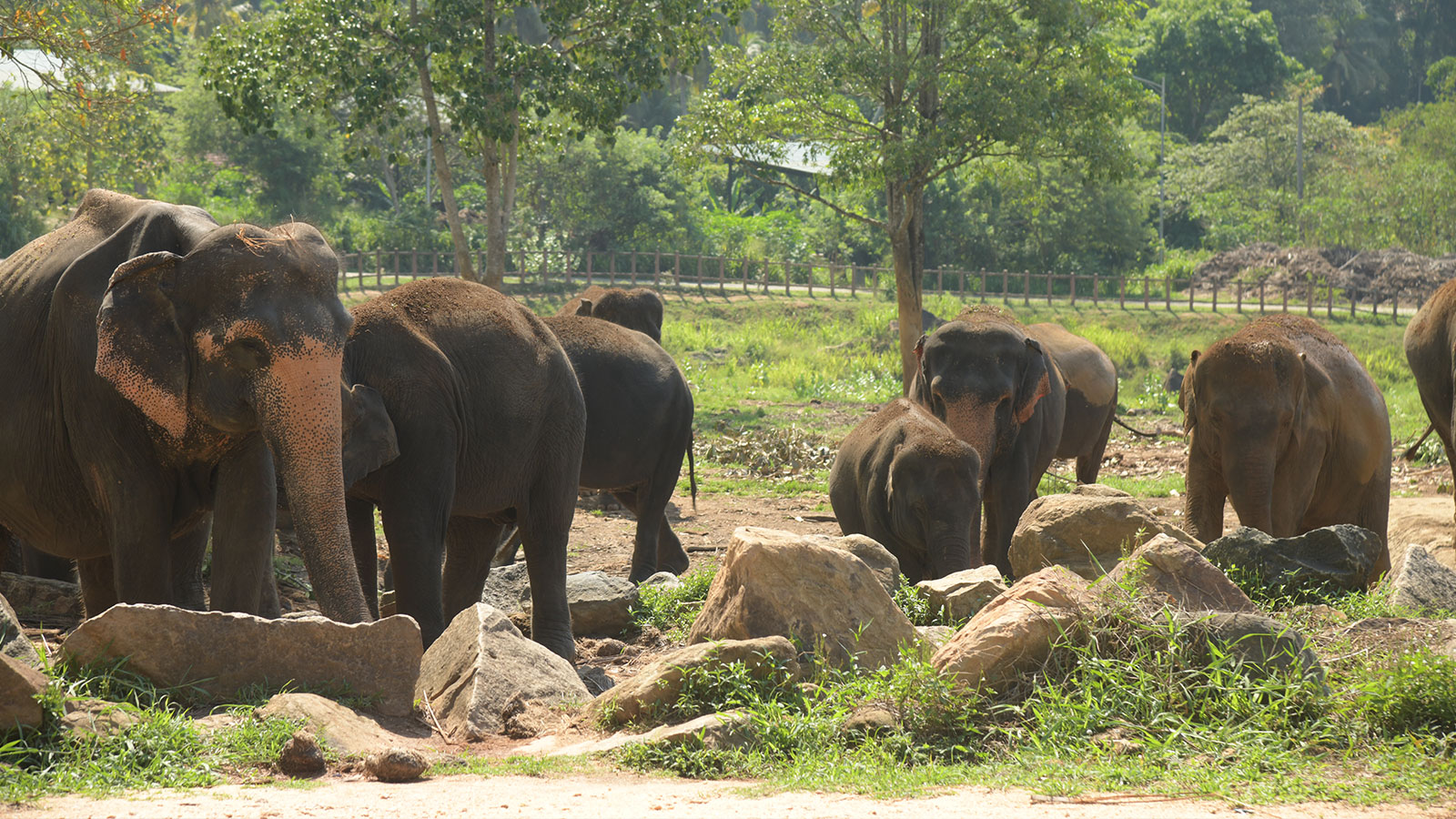 Pinnawala-Top-3