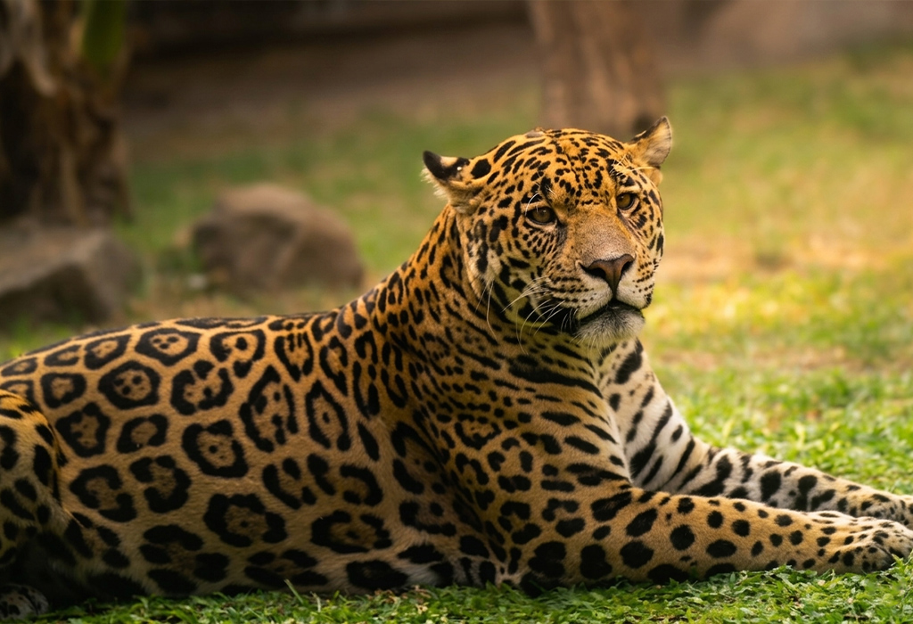 deh-zoo-2