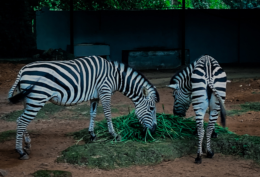 deh-zoo-5