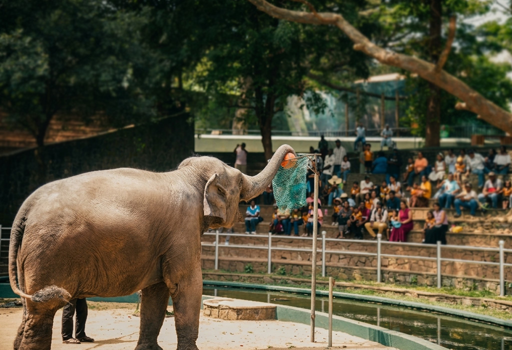 deh-zoo-event