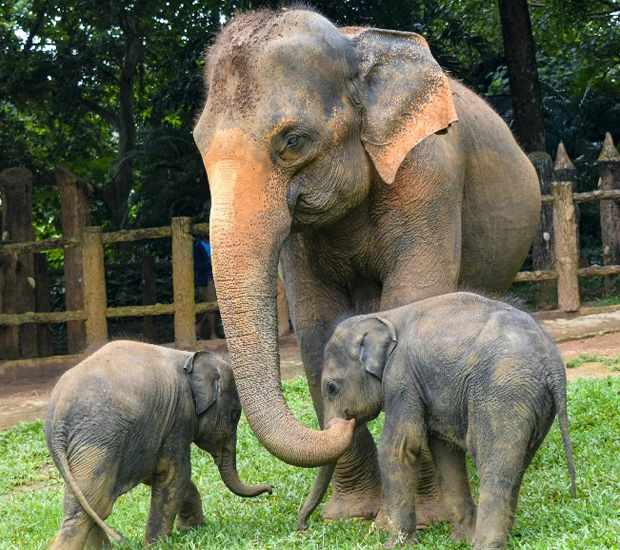 zoo-abt-1