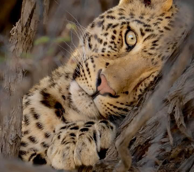 zoo-abt-3