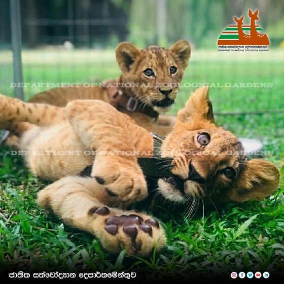 දෙහිවල සත්වෝද්‍යානයේ දී උපත ලද සුරතල් සිංහ පැටවුන්