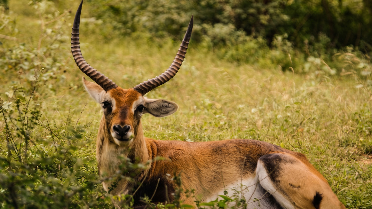 Hog-Deer-1