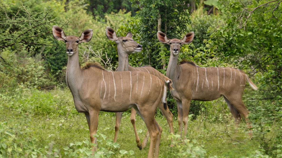 Hog-Deer-2
