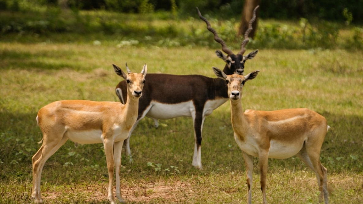 Hog-Deer-3