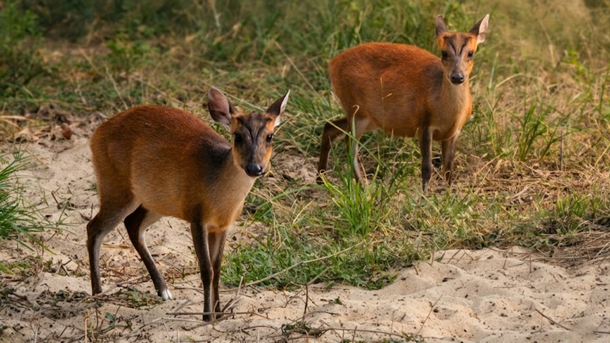 Hog-Deer-4