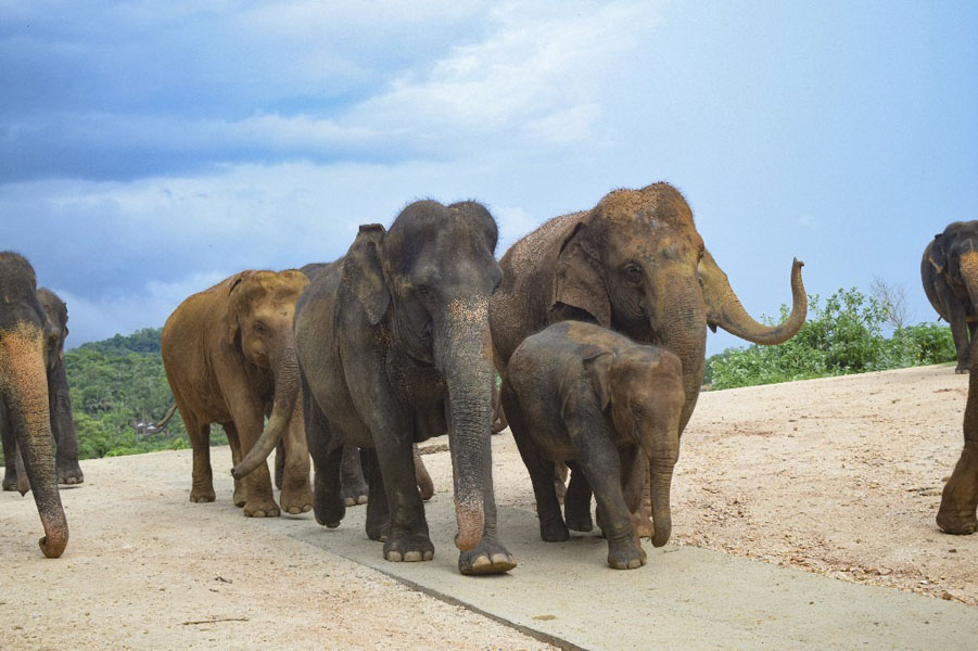 Pinnawala Elephant Orphanage-2