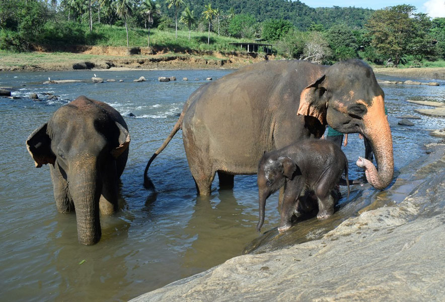 Pinnawala Elephant Orphanage-3
